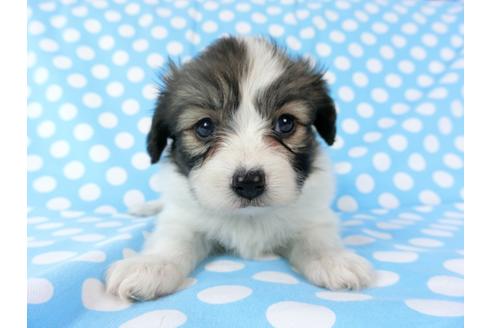 成約済の千葉県のパピヨン-71122の8枚目