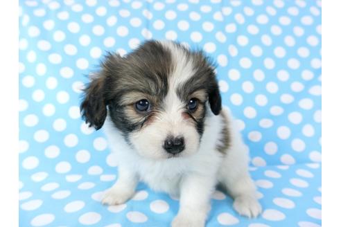 成約済の千葉県のパピヨン-71122の7枚目