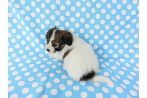 成約済の千葉県のパピヨン-71122の5枚目