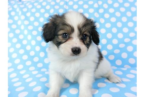 成約済の千葉県のパピヨン-71121の8枚目