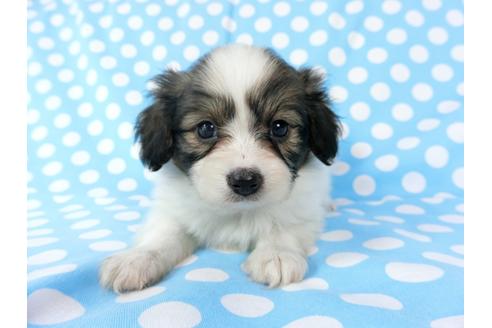 成約済の千葉県のパピヨン-71121の7枚目