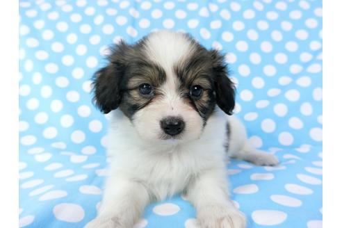 成約済の千葉県のパピヨン-71121の6枚目