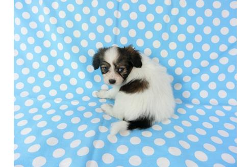 成約済の千葉県のパピヨン-71121の5枚目