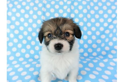 成約済の千葉県のパピヨン-71120の1枚目