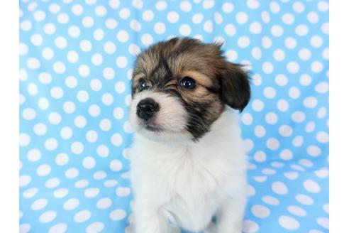 成約済の千葉県のパピヨン-71120の4枚目