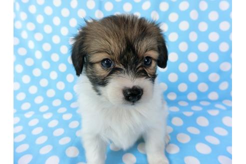 成約済の千葉県のパピヨン-71120の3枚目