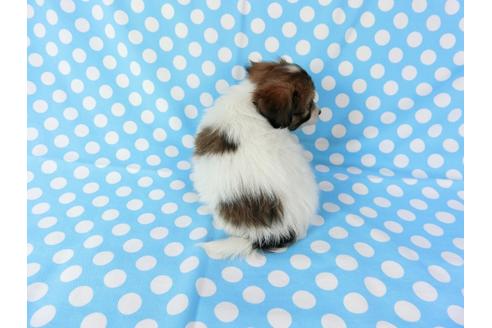 成約済の千葉県のパピヨン-71120の2枚目