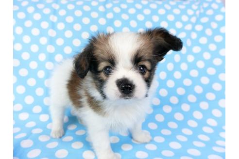 成約済の千葉県のパピヨン-71119の1枚目