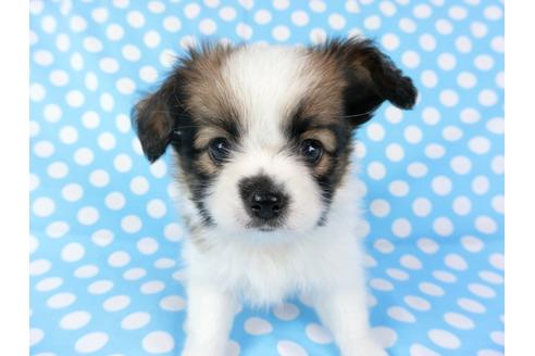 成約済の千葉県のパピヨン-71119の4枚目