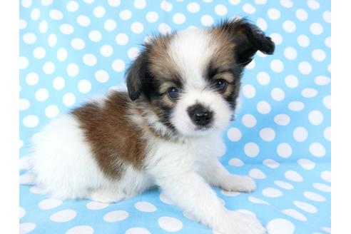 成約済の千葉県のパピヨン-71119の3枚目