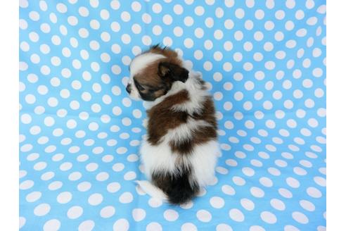 成約済の千葉県のパピヨン-71119の2枚目