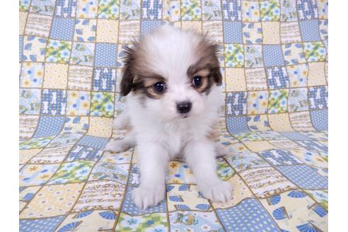 成約済の千葉県のパピヨン-71117の8枚目