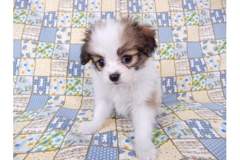 成約済の千葉県のパピヨン-71117の7枚目