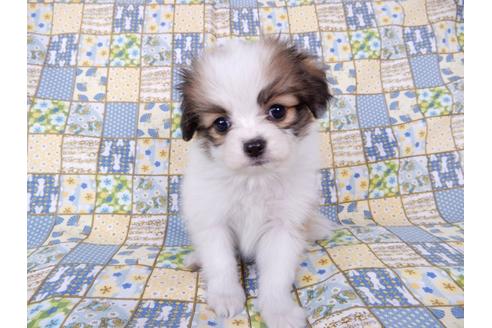 成約済の千葉県のパピヨン-71117の6枚目