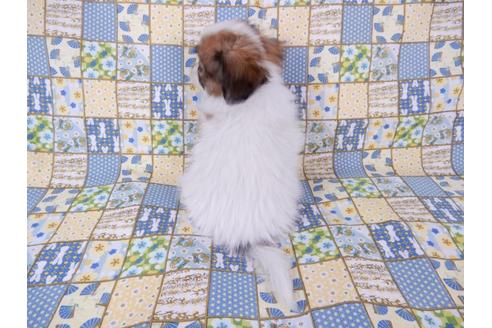 成約済の千葉県のパピヨン-71117の5枚目