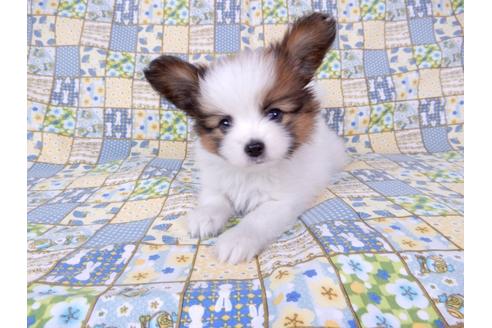 成約済の千葉県のパピヨン-71116の1枚目