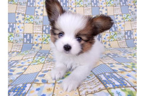 成約済の千葉県のパピヨン-71116の4枚目