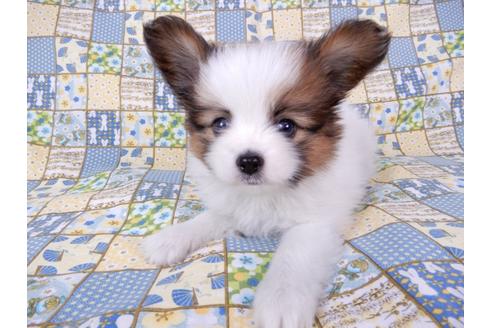 成約済の千葉県のパピヨン-71116の3枚目