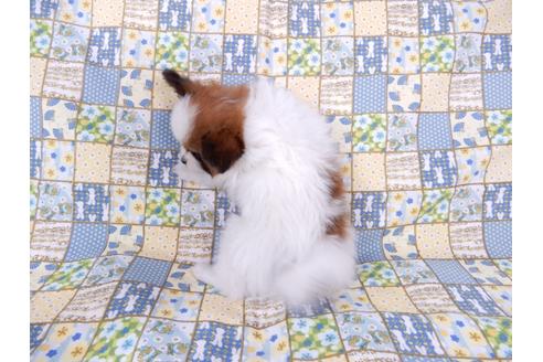 成約済の千葉県のパピヨン-71116の2枚目