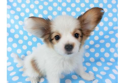 成約済の千葉県のパピヨン-70288の1枚目