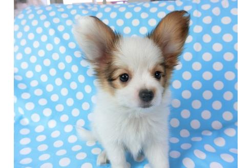 成約済の千葉県のパピヨン-70288の4枚目