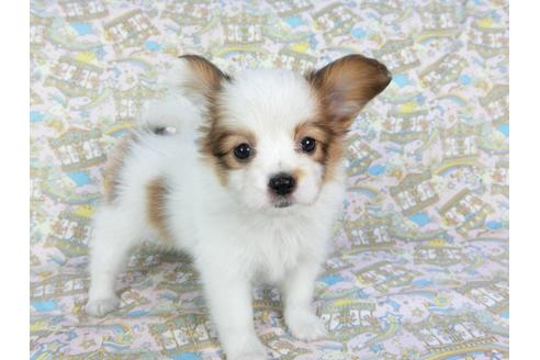 成約済の千葉県のパピヨン-70288の3枚目