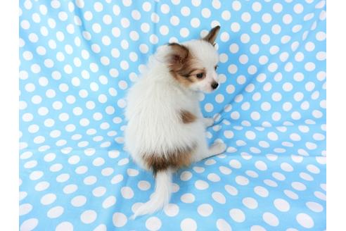 成約済の千葉県のパピヨン-70288の2枚目