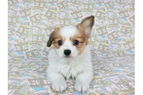 成約済の千葉県のパピヨン-70285