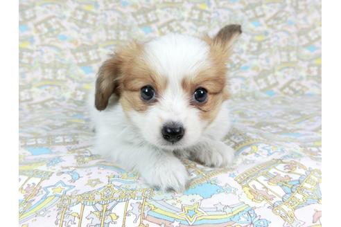 成約済の千葉県のパピヨン-70285の4枚目