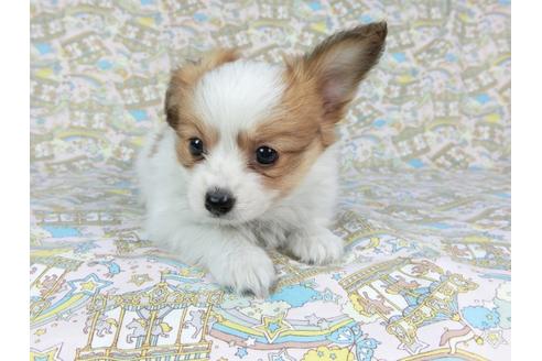 成約済の千葉県のパピヨン-70285の3枚目