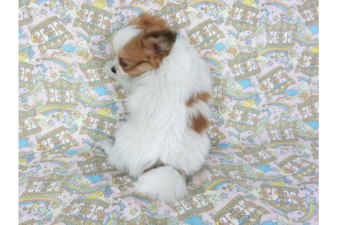 成約済の千葉県のパピヨン-70285の2枚目