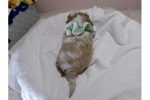 成約済の埼玉県のキャバリアキングチャールズスパニエル-70883の11枚目