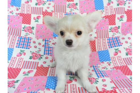 成約済の千葉県のチワワ(ロングコート)-68844の1枚目