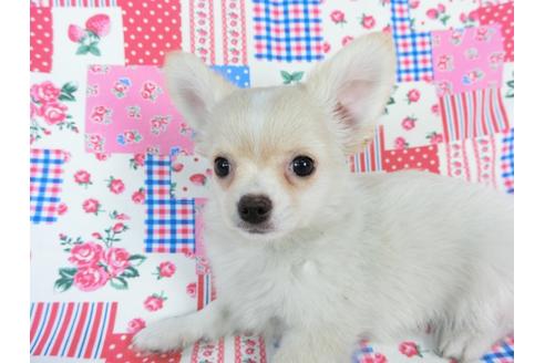 成約済の千葉県のチワワ(ロングコート)-68844の5枚目