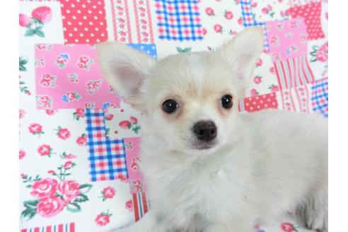 成約済の千葉県のチワワ(ロングコート)-68844の4枚目