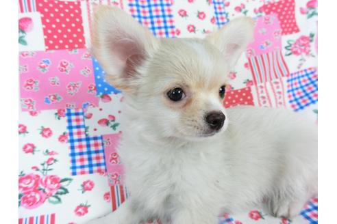 成約済の千葉県のチワワ(ロングコート)-68844の3枚目