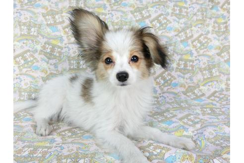 成約済の千葉県のパピヨン-69705の12枚目