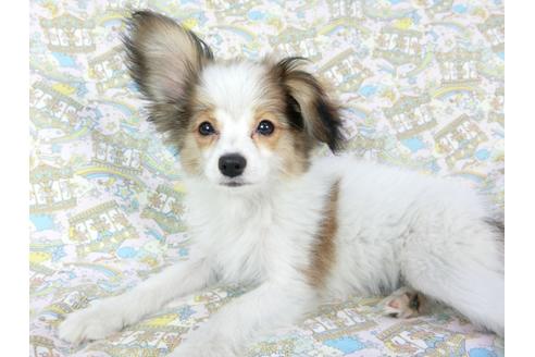 成約済の千葉県のパピヨン-69705の11枚目