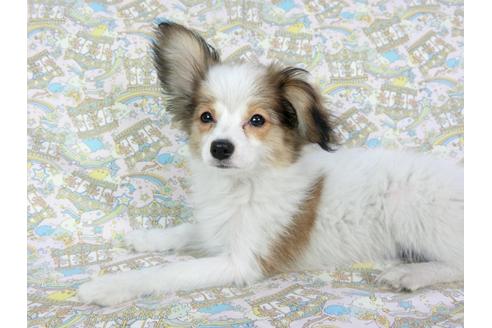 成約済の千葉県のパピヨン-69705の10枚目