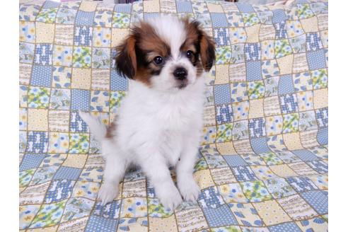 成約済の千葉県のパピヨン-69712の8枚目