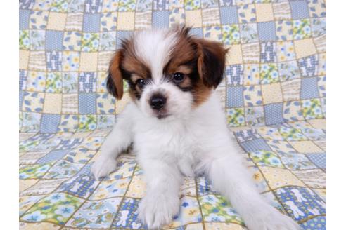 成約済の千葉県のパピヨン-69712の7枚目