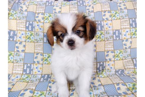 成約済の千葉県のパピヨン-69712の6枚目