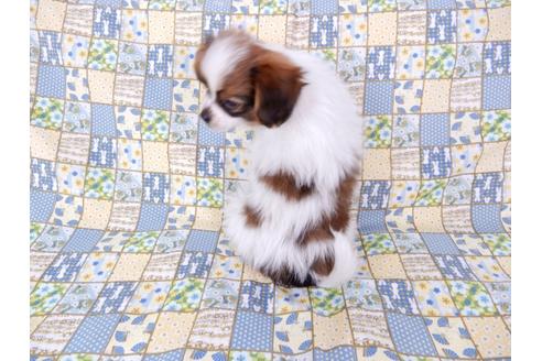 成約済の千葉県のパピヨン-69712の5枚目