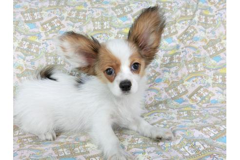 成約済の千葉県のパピヨン-69028の1枚目