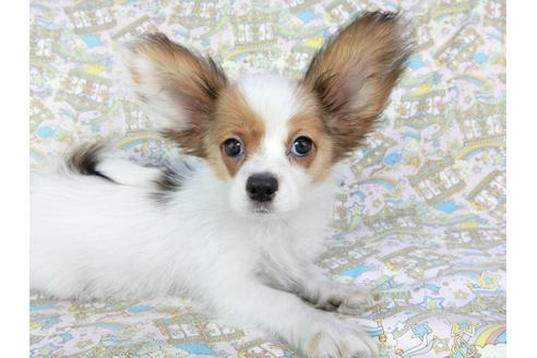 成約済の千葉県のパピヨン-69028の4枚目