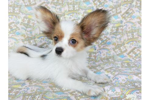 成約済の千葉県のパピヨン-69028の3枚目