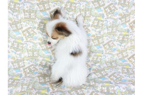 成約済の千葉県のパピヨン-69028の2枚目