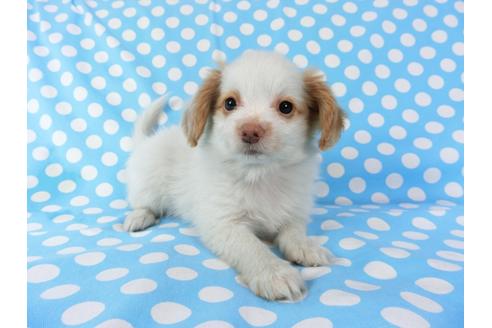 成約済の千葉県のパピヨン-70287の8枚目