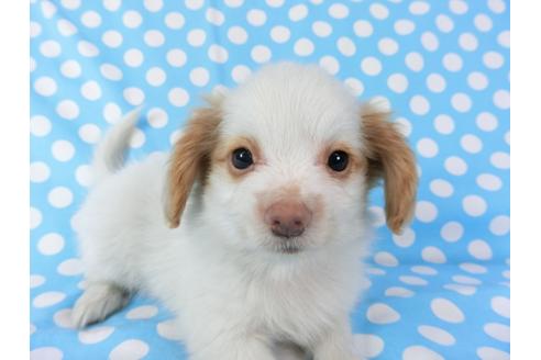 成約済の千葉県のパピヨン-70287の7枚目