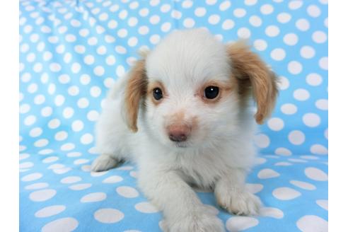 成約済の千葉県のパピヨン-70287の6枚目